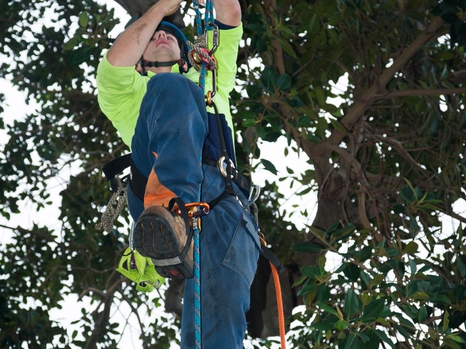 Qualified arborist working in a mature tree during a property survey in South Lanarkshire