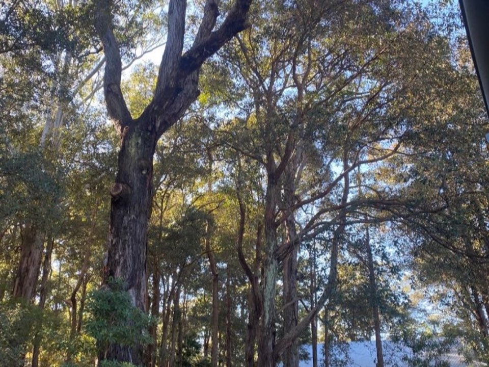 Mature trees in South Lanarkshire parkland with a property visible in the background